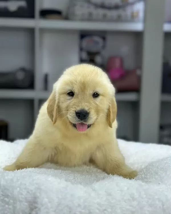 Golden Retriever Yavruları