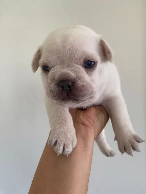 French Bulldog Erkek Yavru