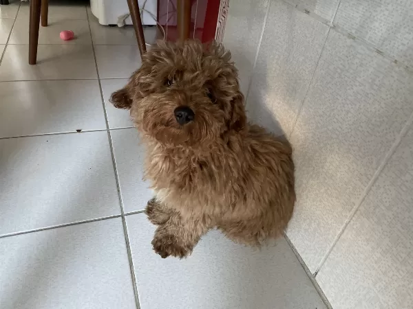 4 Aylık Erkek Toy Poodle