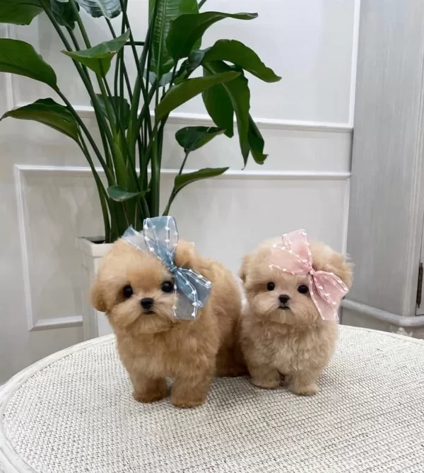 Ozel Ve Tatli Kore Toy Poodle Cocuklarim