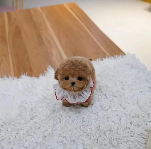 Korenin En güzel Ve Tatli Poodle Bebisleri