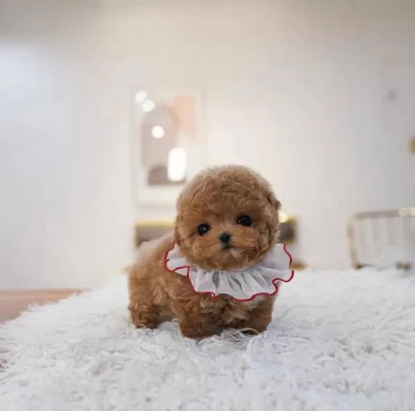 Korenin En güzel Ve Tatli Poodle Bebisleri