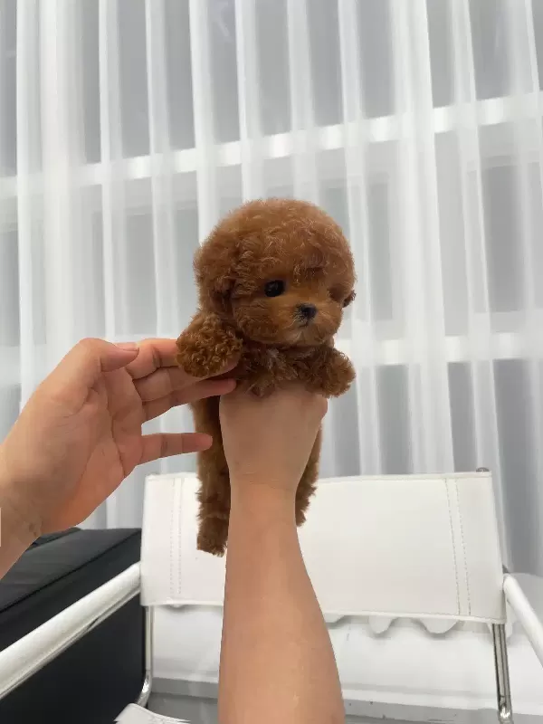 Red Brown Korean Toy Poodle Çocuklarım