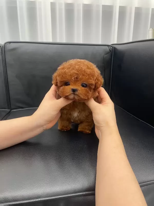 Red Brown Korean Toy Poodle Çocuklarım