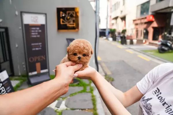Micro Teddy Face Korean Toy Poodle Yavrularımız
