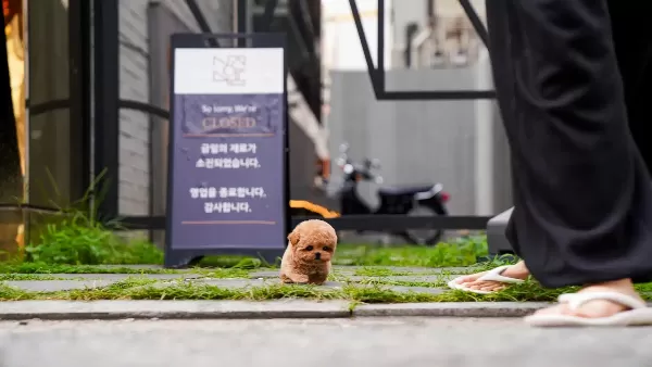 Micro Teddy Face Korean Toy Poodle Yavrularımız