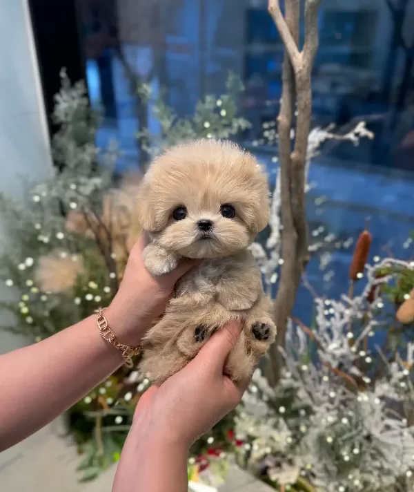Korenin En güzel Toy Poodle Yavruları