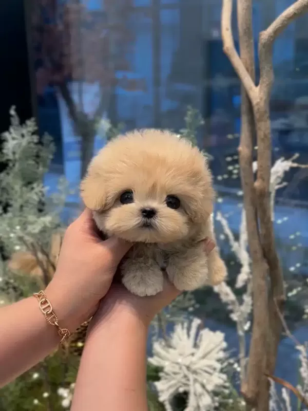 Korenin En güzel Toy Poodle Yavruları