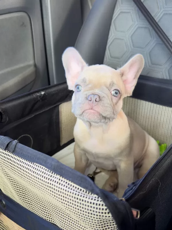 French Bulldog Yavruları
