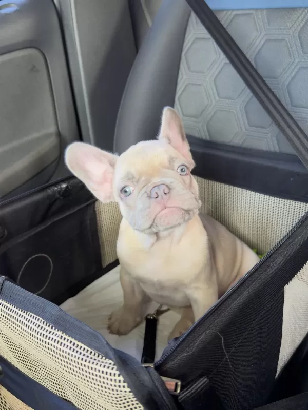 French Bulldog Yavruları