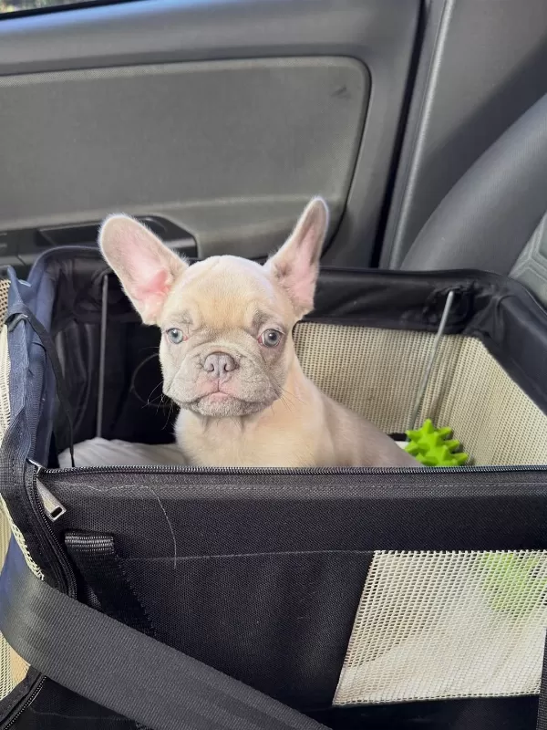 French Bulldog Yavruları