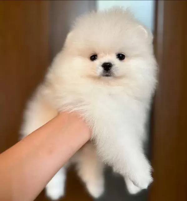 Pomeranian Boo Yavruları