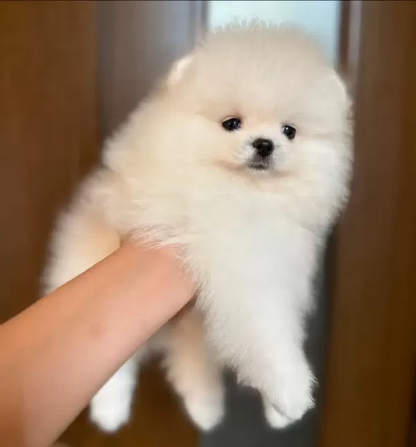 Pomeranian Boo Yavruları