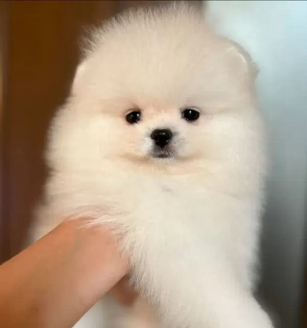 Pomeranian Boo Yavruları
