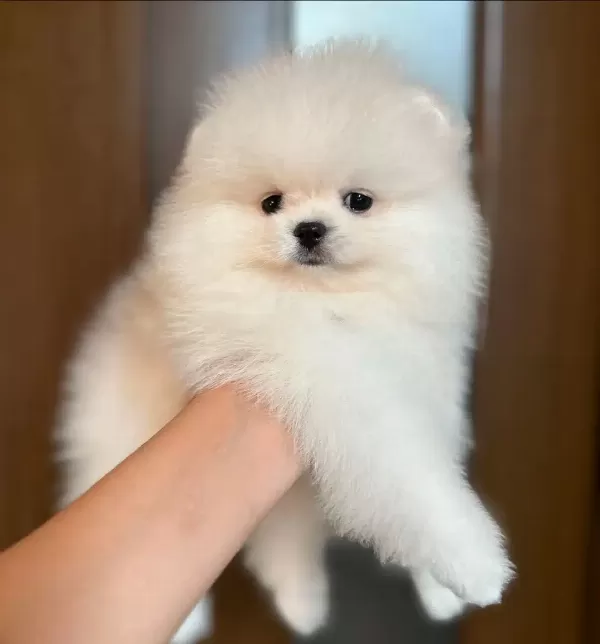 Pomeranian Boo Yavruları
