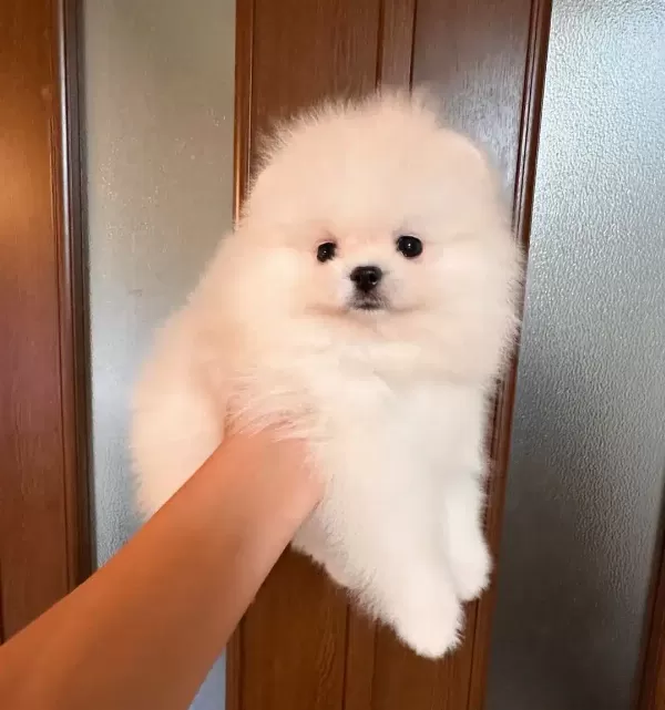 Irk Garantili Pomeranian Yavruları