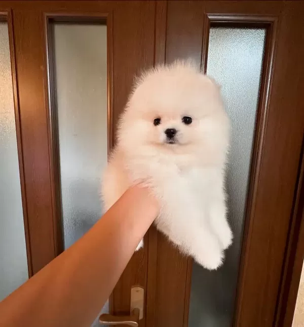 Irk Garantili Pomeranian Yavruları