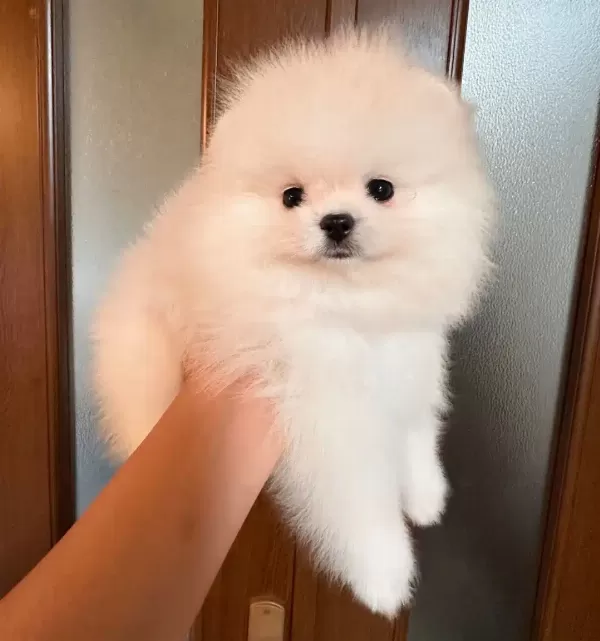 Irk Garantili Pomeranian Yavruları