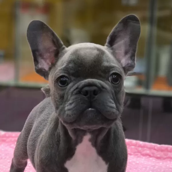 Blue French Bulldog Yavruları