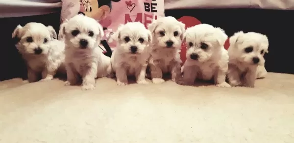 Gerçek Maltese Yavruları
