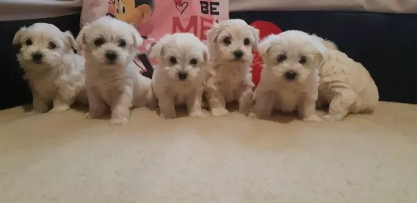 Gerçek Maltese Yavruları