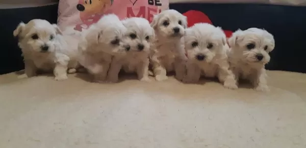 Gerçek Maltese Yavruları