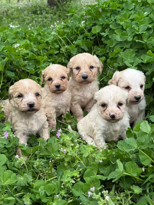 Maltipoo Dişi Ve Erkek Bebekler