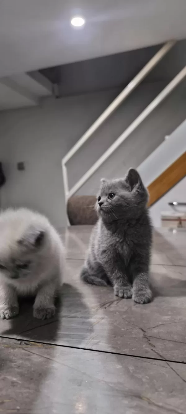 British Shorthair Yavruları