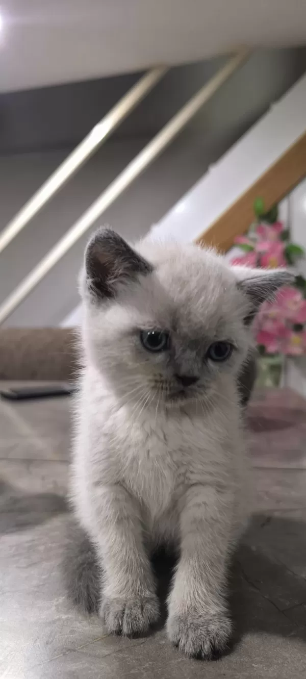 British Shorthair Yavruları
