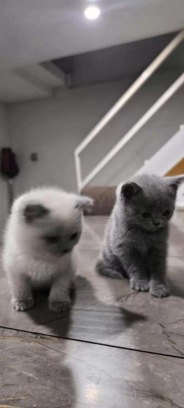 British Shorthair Yavruları