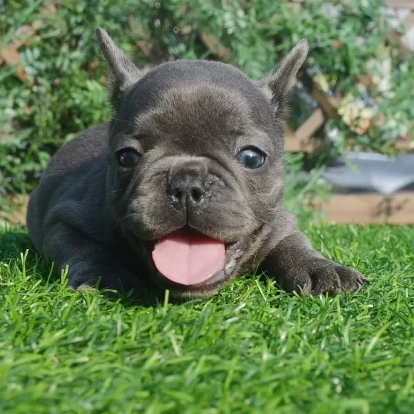 Blue French Bulldog Yavruları