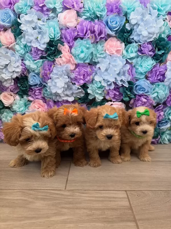 F2 Maltipoo Yavruları