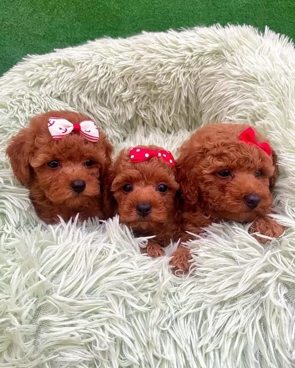 Koyu Renk Toy Poodle Yavruları