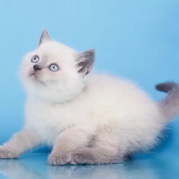 British Shorthair Yavruları