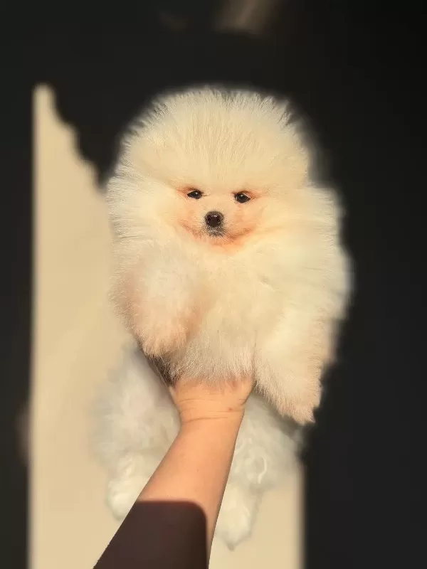 Pomeranian Boo Bebekler