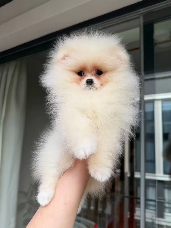 Pomeranian Boo Bebekler