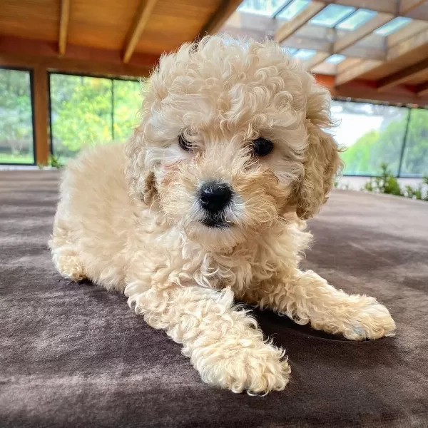 Dünya Tatlısı Maltipoo Yavruları