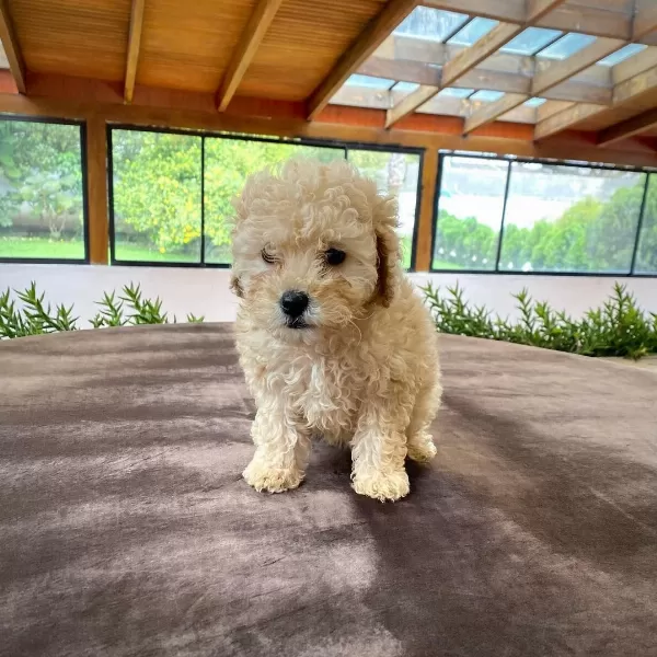 Dünya Tatlısı Maltipoo Yavruları