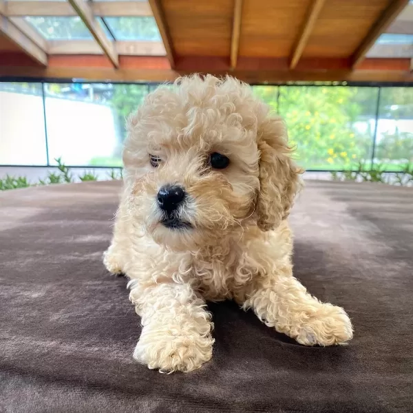 Dünya Tatlısı Maltipoo Yavruları
