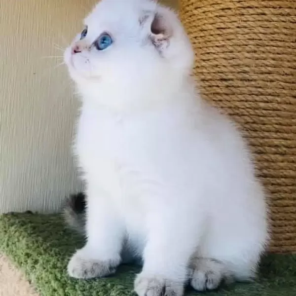 Scottish Fold Yavruları
