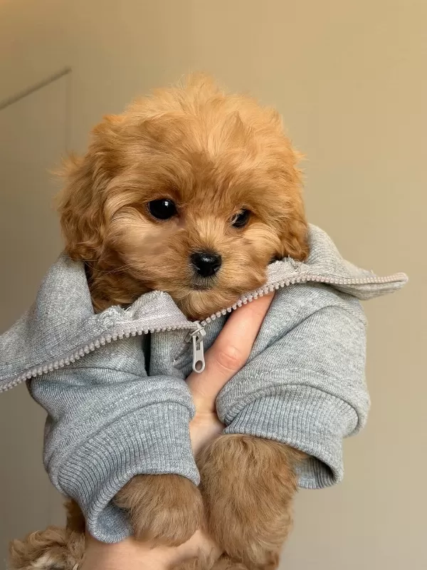 Dünya Tatlısı Maltipoo Yavruları
