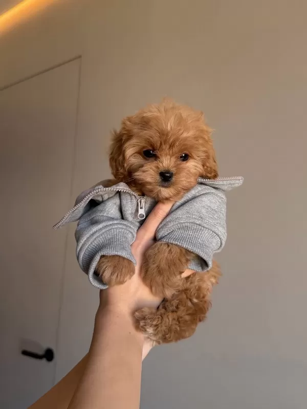 Dünya Tatlısı Maltipoo Yavruları