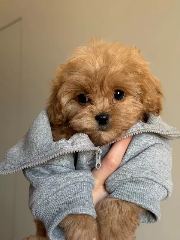 Dünya Tatlısı Maltipoo Yavruları