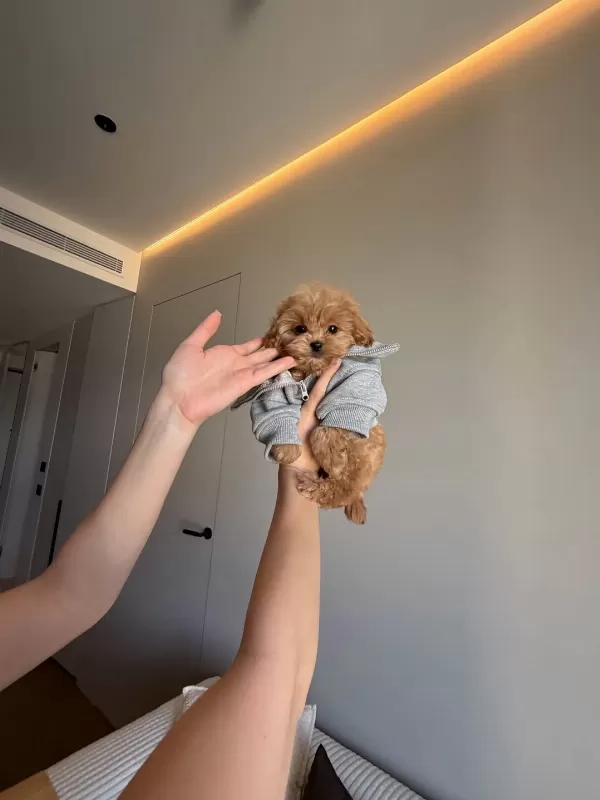 Dünya Tatlısı Maltipoo Yavruları