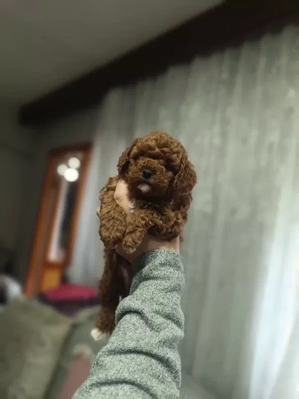 Toy Ve Kore Poodle Bebekler