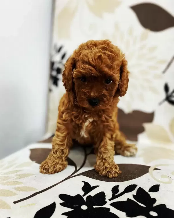 Toy Poodle Yavruları