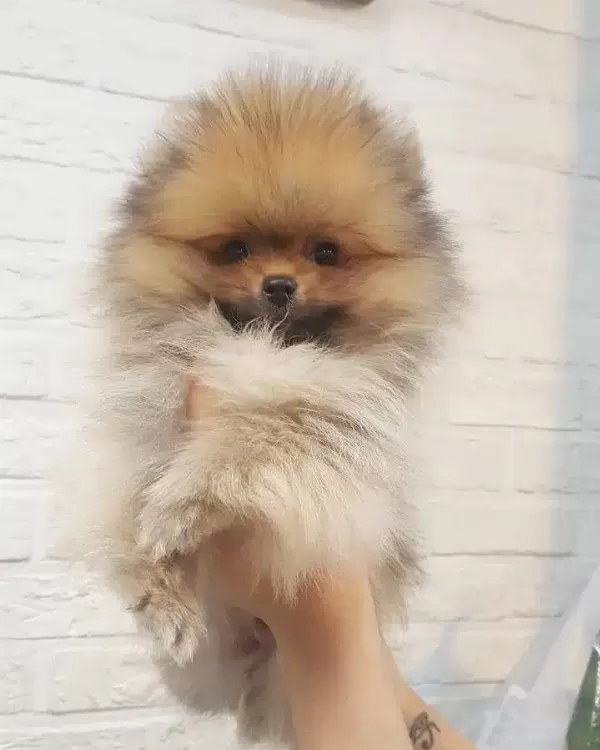 Pomeranian Boo Yavruları