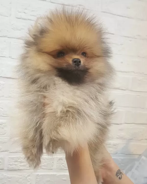 Pomeranian Boo Yavruları