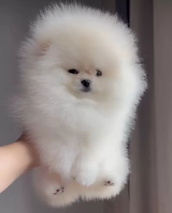 Teddy Bear Surat Pomeranian Boo