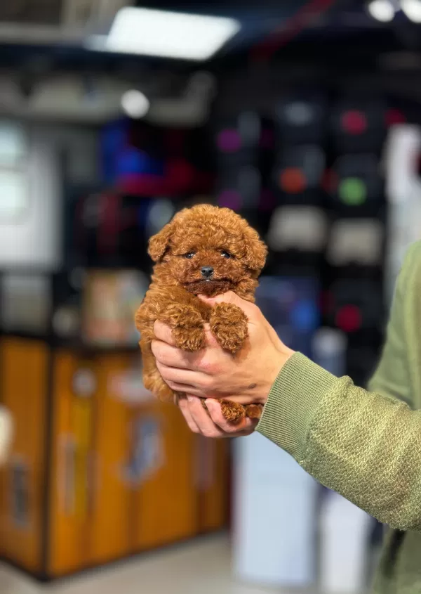 Mini Toy Poodle Yavrular